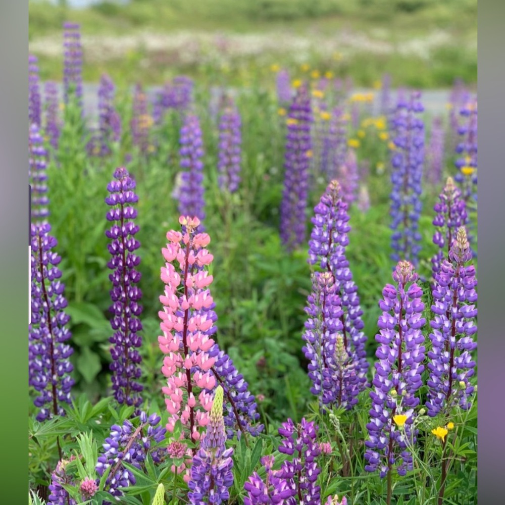 Meet your Posher, Krista